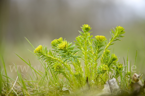 Zypressen-Wolfsmilch (Euphorbia cyparissias)