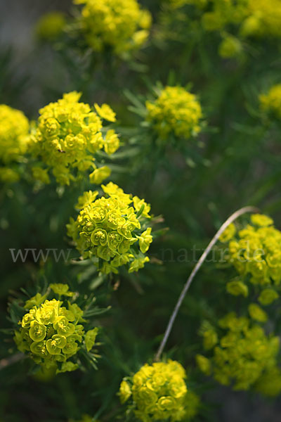 Zypressen-Wolfsmilch (Euphorbia cyparissias)