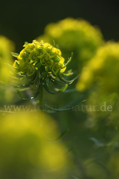 Zypressen-Wolfsmilch (Euphorbia cyparissias)