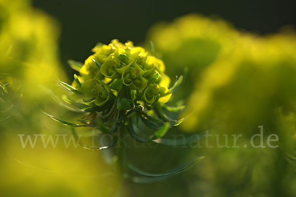 Zypressen-Wolfsmilch (Euphorbia cyparissias)