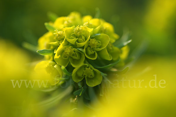 Zypressen-Wolfsmilch (Euphorbia cyparissias)