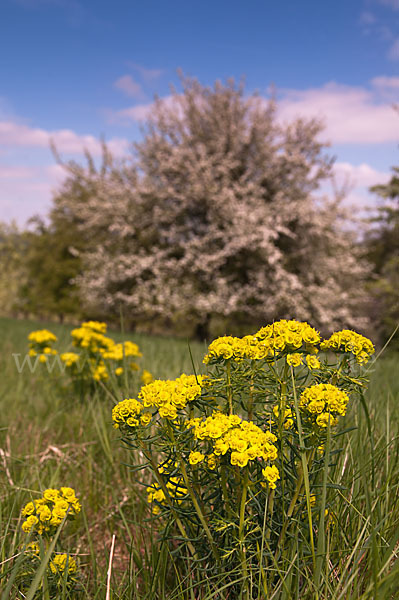 Zypressen-Wolfsmilch (Euphorbia cyparissias)