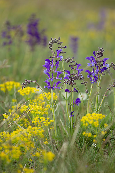 Zypressen-Wolfsmilch (Euphorbia cyparissias)