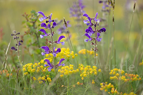 Zypressen-Wolfsmilch (Euphorbia cyparissias)