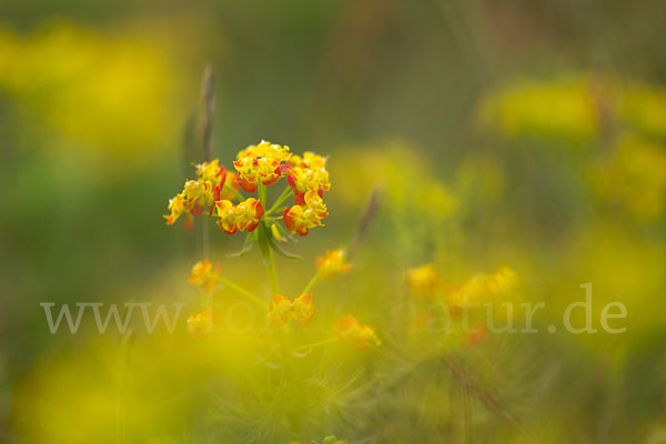 Zypressen-Wolfsmilch (Euphorbia cyparissias)