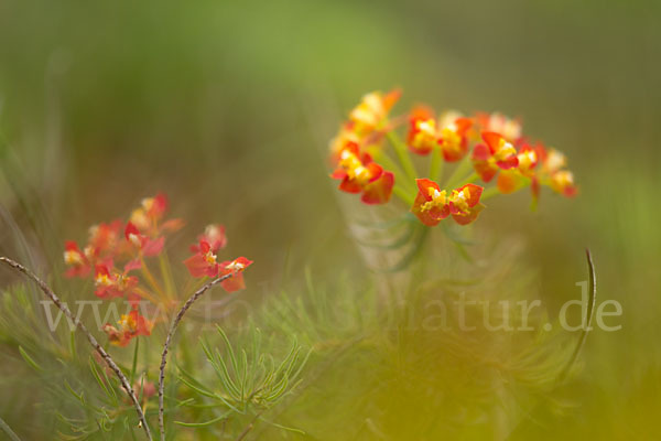 Zypressen-Wolfsmilch (Euphorbia cyparissias)