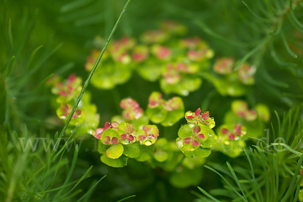 Zypressen-Wolfsmilch (Euphorbia cyparissias)