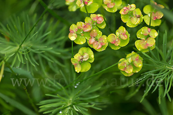 Zypressen-Wolfsmilch (Euphorbia cyparissias)