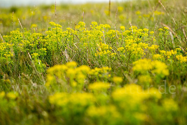 Zypressen-Wolfsmilch (Euphorbia cyparissias)