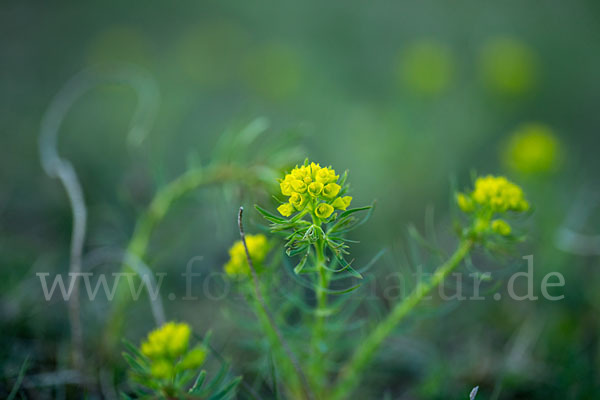 Zypressen-Wolfsmilch (Euphorbia cyparissias)