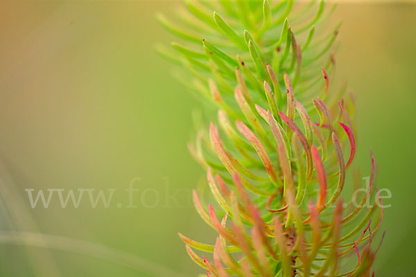 Zypressen-Wolfsmilch (Euphorbia cyparissias)