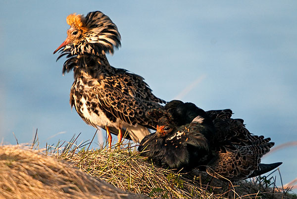 Kampfläufer