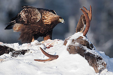 Finnland Steinadler