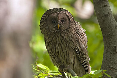 Ural Eule Ural Owl