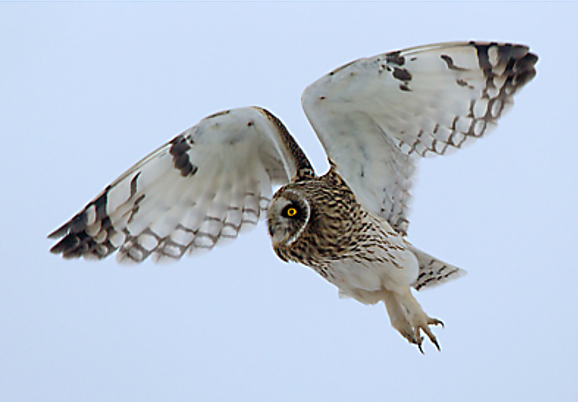 Sumpfohreule Short-eared owl