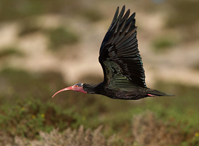 waldrapp