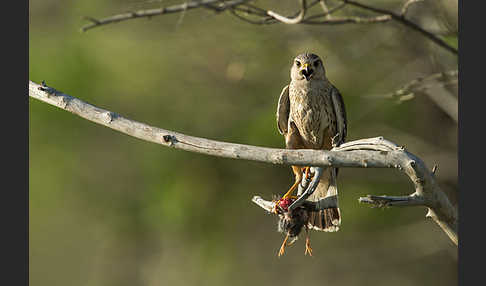 Merlin (Falco columbarius)