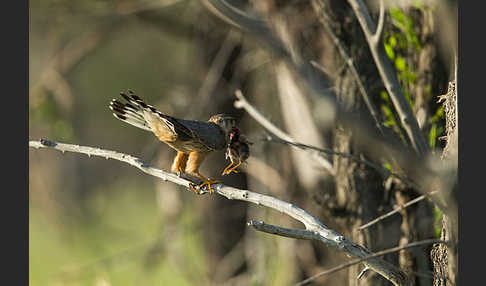 Merlin (Falco columbarius)