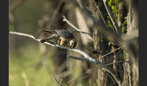 Merlin (Falco columbarius)