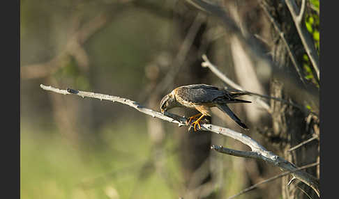 Merlin (Falco columbarius)