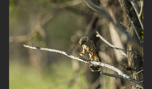 Merlin (Falco columbarius)