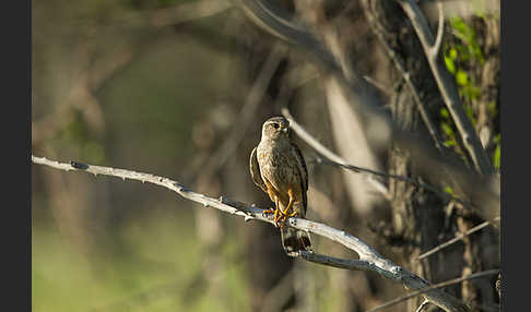 Merlin (Falco columbarius)