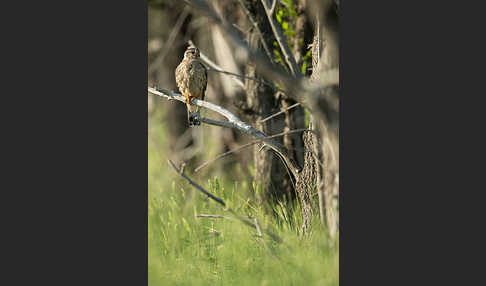 Merlin (Falco columbarius)