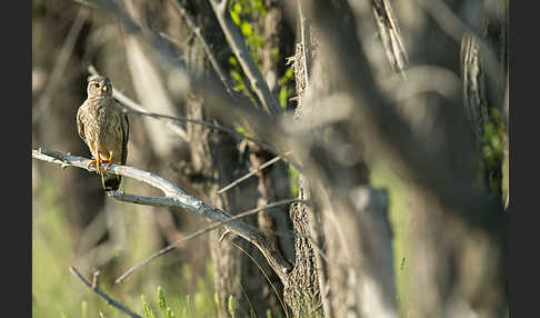 Merlin (Falco columbarius)