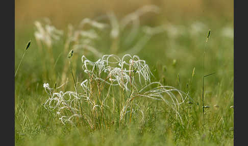 Federgras (Stipa spec.)