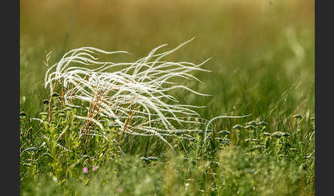 Federgras (Stipa spec.)