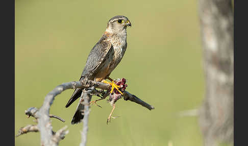 Merlin (Falco columbarius)