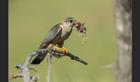 Merlin (Falco columbarius)