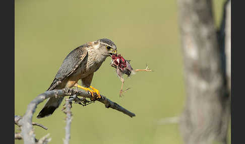 Merlin (Falco columbarius)