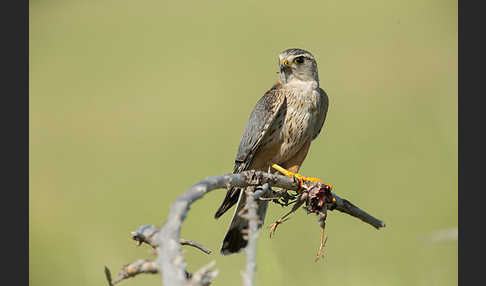 Merlin (Falco columbarius)