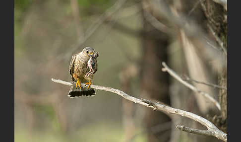 Merlin (Falco columbarius)