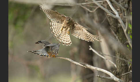 Merlin (Falco columbarius)