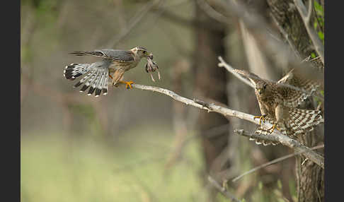 Merlin (Falco columbarius)