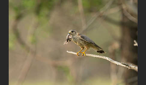 Merlin (Falco columbarius)