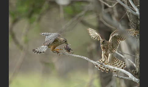 Merlin (Falco columbarius)