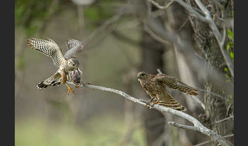 Merlin (Falco columbarius)