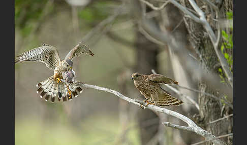 Merlin (Falco columbarius)