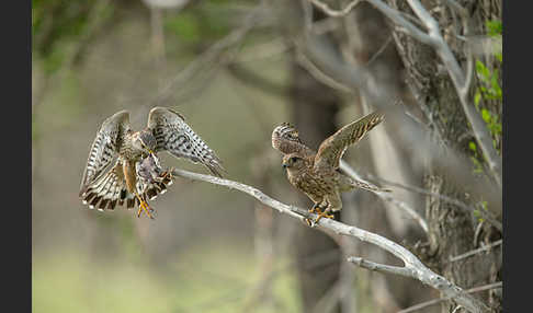 Merlin (Falco columbarius)