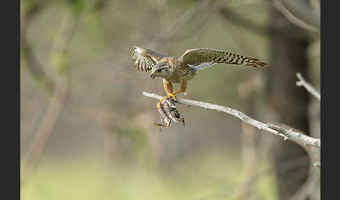 Merlin (Falco columbarius)