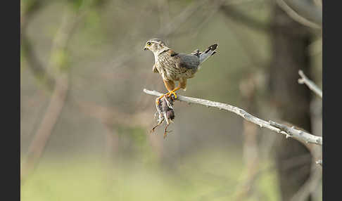 Merlin (Falco columbarius)