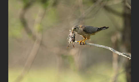 Merlin (Falco columbarius)