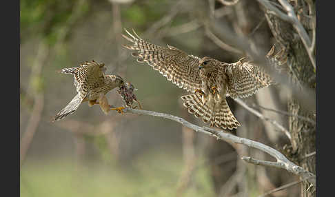 Merlin (Falco columbarius)