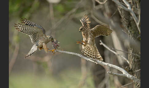 Merlin (Falco columbarius)