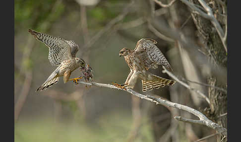 Merlin (Falco columbarius)