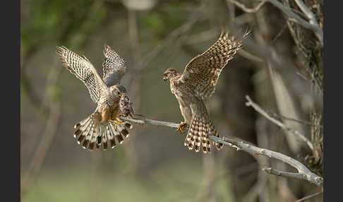 Merlin (Falco columbarius)