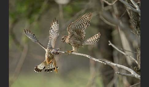 Merlin (Falco columbarius)